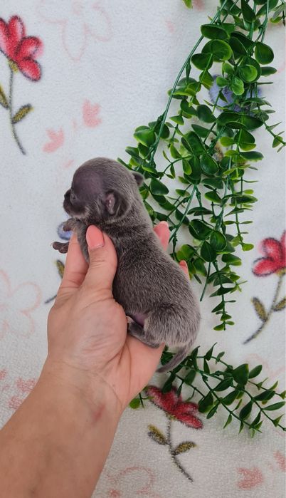 Excelente mini mini blue Chihuahua/Chiuaua Linhagem Russa de Qualidade