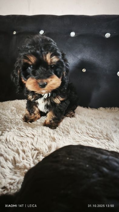 Cocapoo, cockapoo F1 cavapoo Guffi