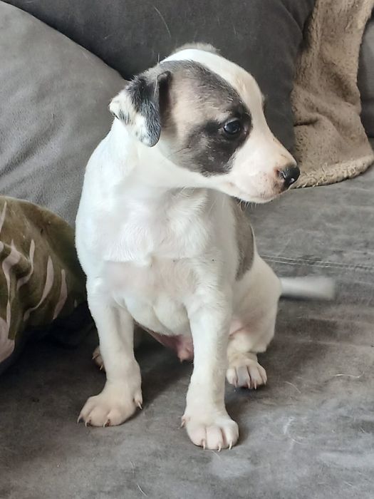 Chart Angielski Whippet śliczny piesek