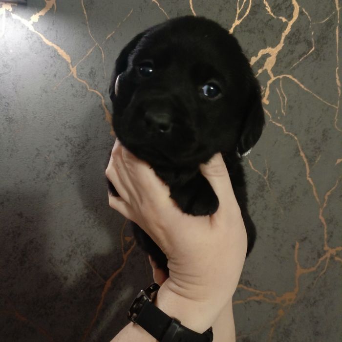 Prześliczna sunia labrador retriever