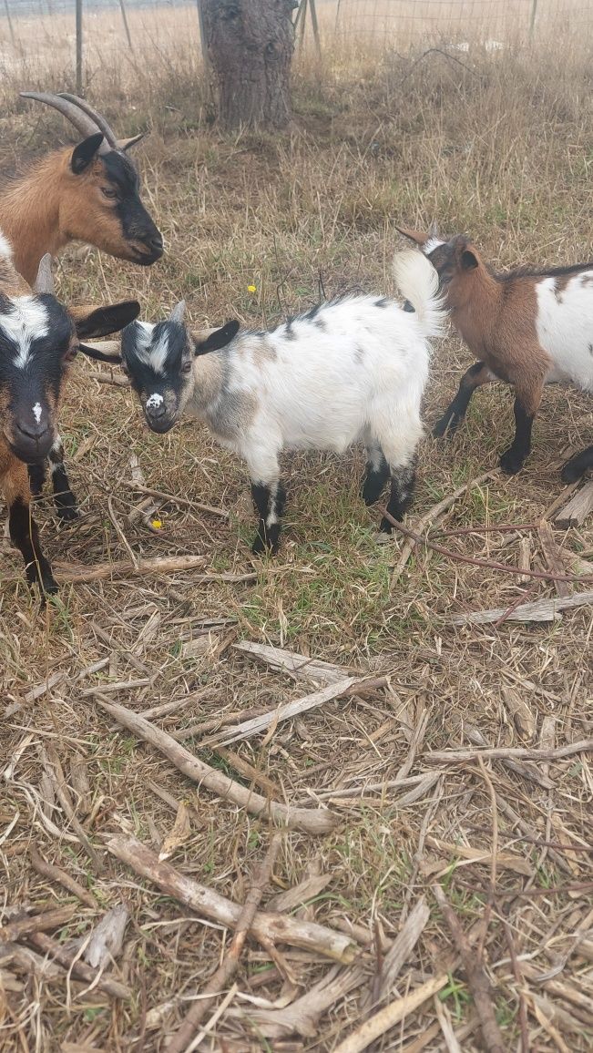 Cabrinha anã, macho, com cerca de 4 meses