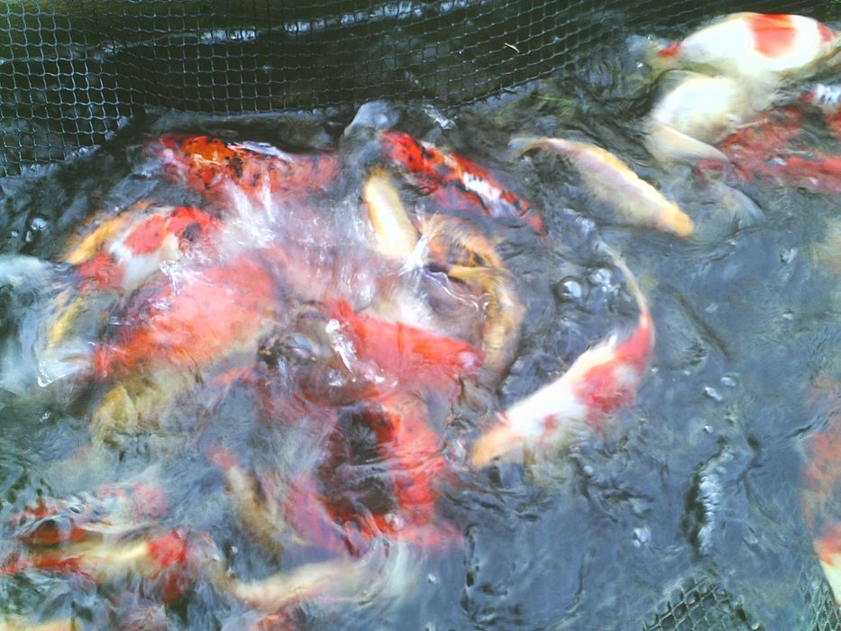 karpie koi, karasie kolorowe ozdobne i inne ryby