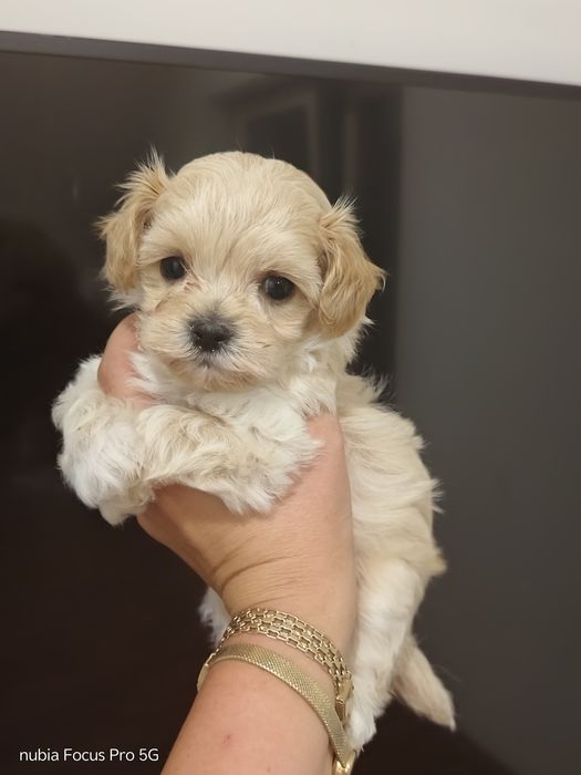 Maltipoo piesek maleńki xxs