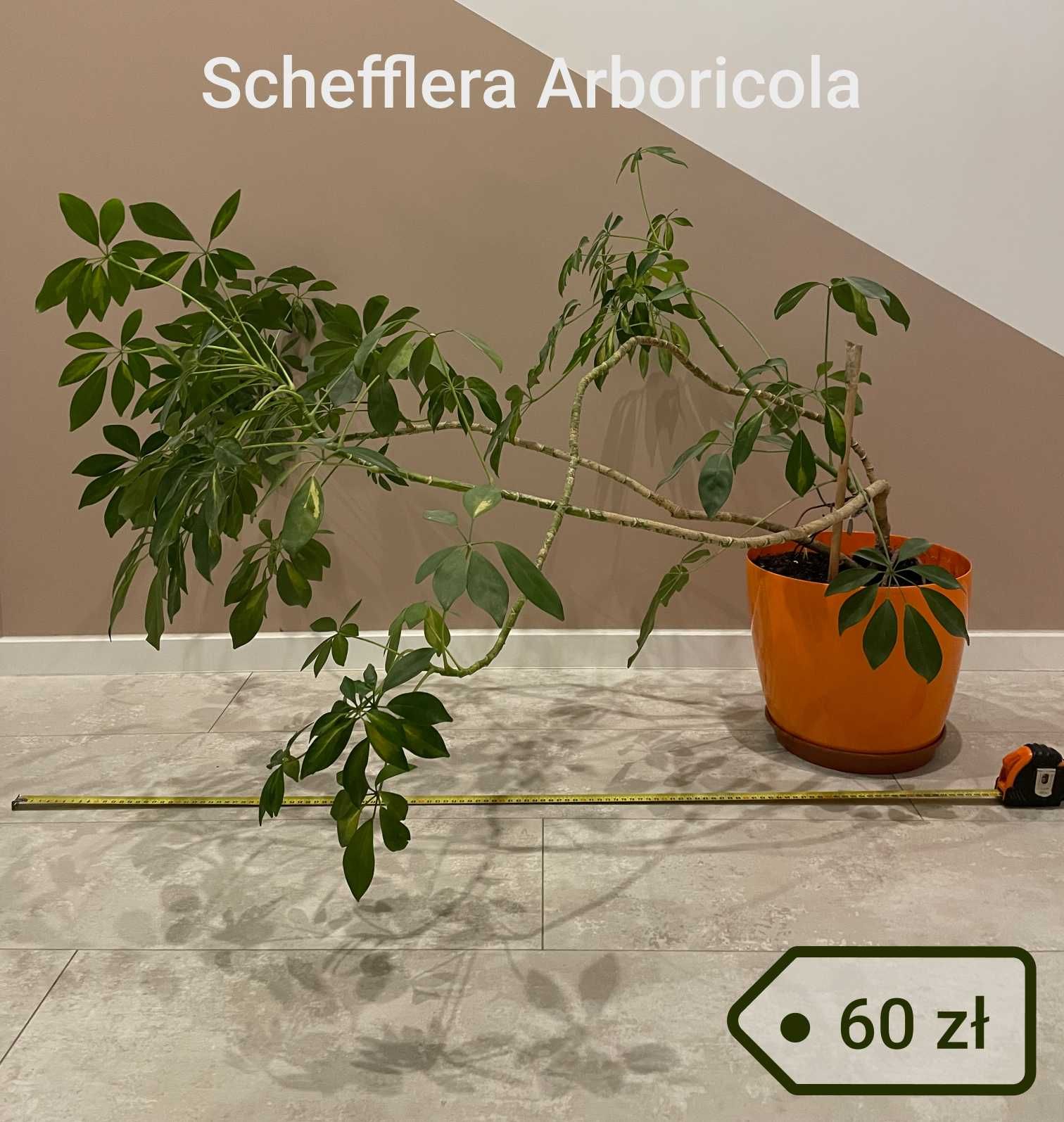 Kwiat doniczkowy: Schefflera Arboricola