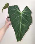 Philodendron Glorious