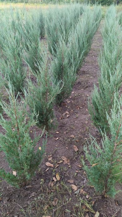 Можжевельник Скайрокета та Блю єрроу