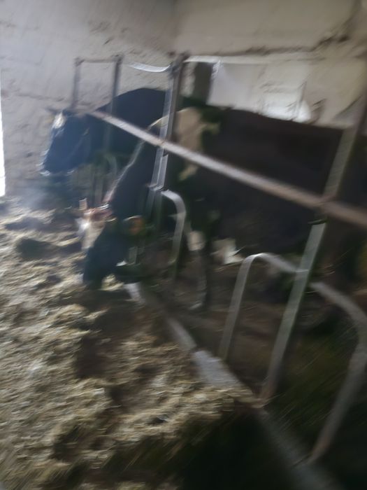 Krowy i jalowki cielne