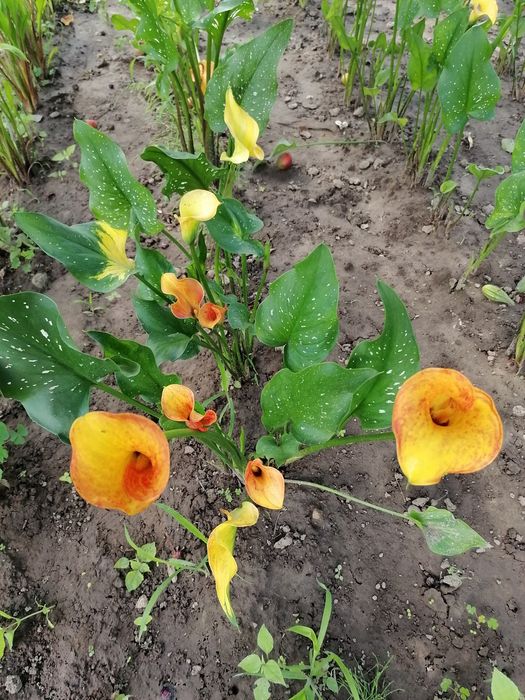 Калла Hot shot цибулини