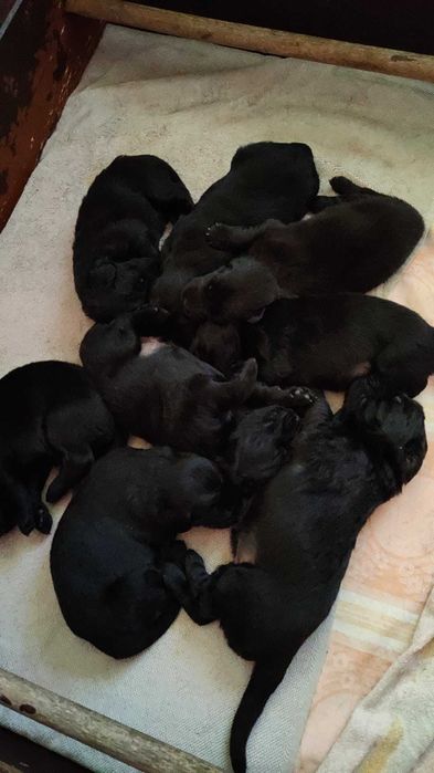 Flat Coated Retriever szczeniak