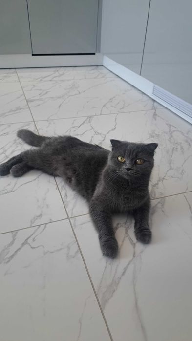 Отдам котят в хорошие ручки .