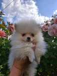 Pomeranian Szpic Miniaturowy