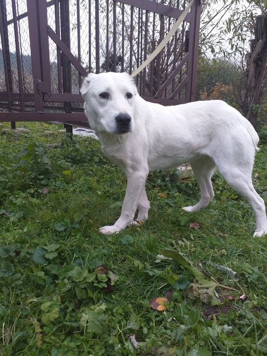 Цуценята породи туркменський алабай.