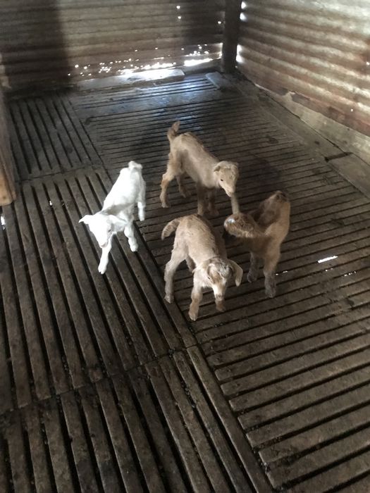 vendo cabritos recem nascidos