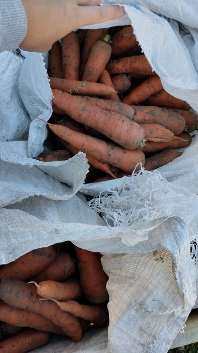 Продам моркву на опт