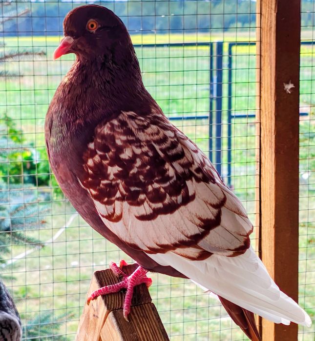 Rysie czerwone i żółte