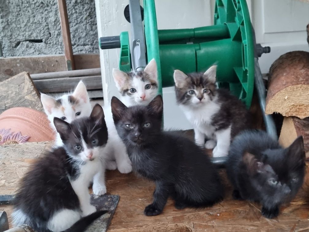 szukamy domów do 9 kotków