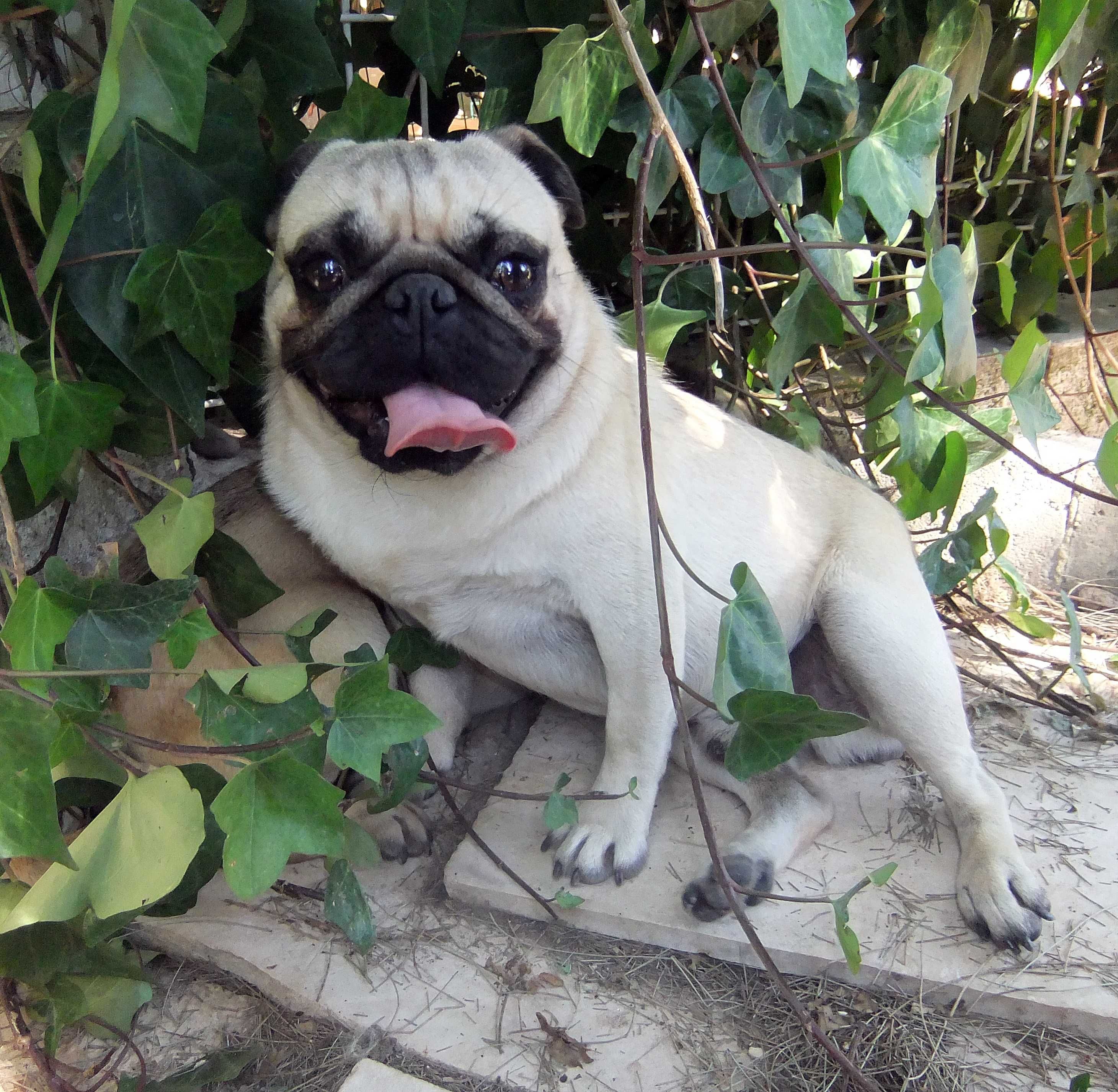 Pug Carlin Registado no Clube Português de Canicultura