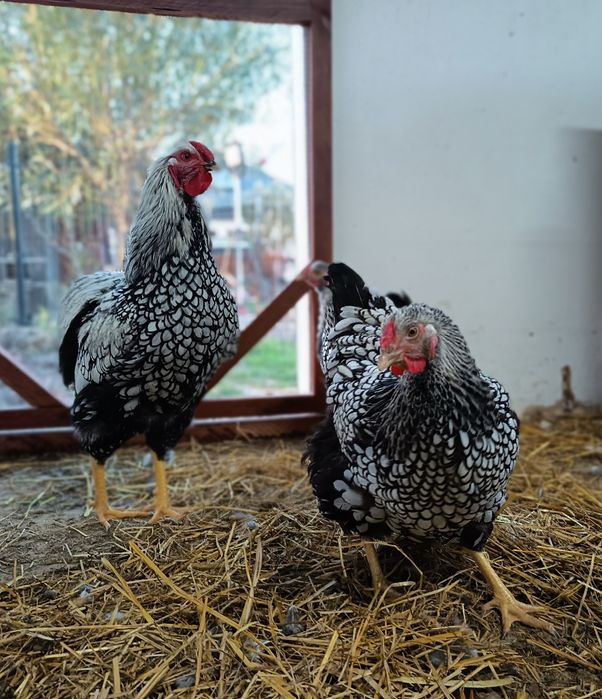 Wyandotte srebrnołuskowana jaka  jajka legowe