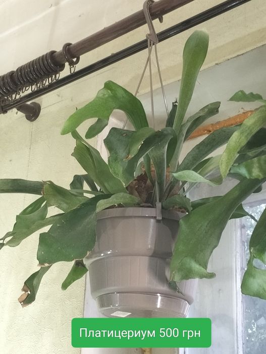 Платицериум. Хлорофитум. Папоротник