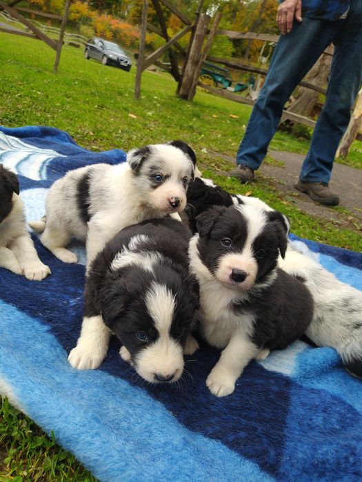 Samiec border collie
