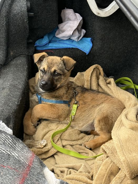 Віддам в добрі руки безкоштовно