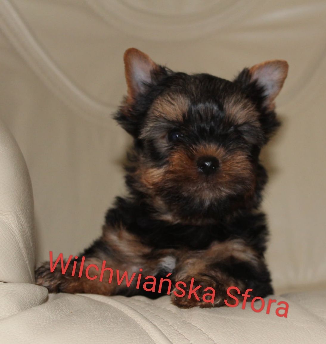 Yorkshire Terrier