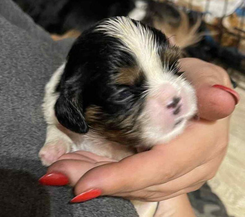 Śliczny  chłopczyk