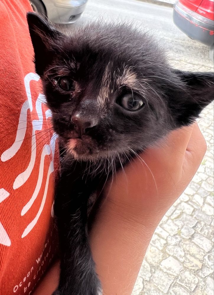 Gatos para adoção