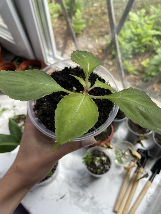 Кімнатна рослина Бальзамін махровий (Ванька мокрий)