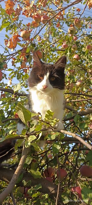 Отдам кошечку в добрые руки