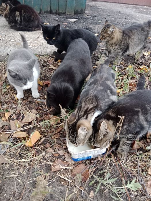 Отдам даром в добрые руки