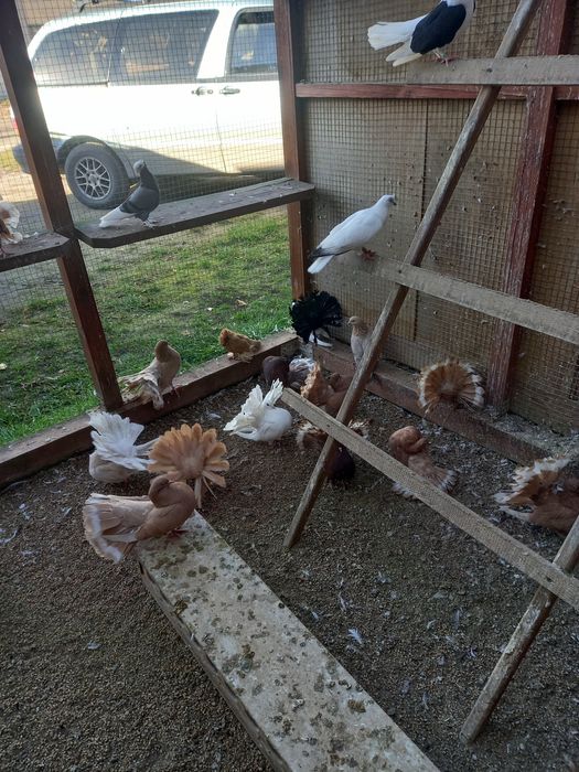 Pawiki gołębie ozdobne