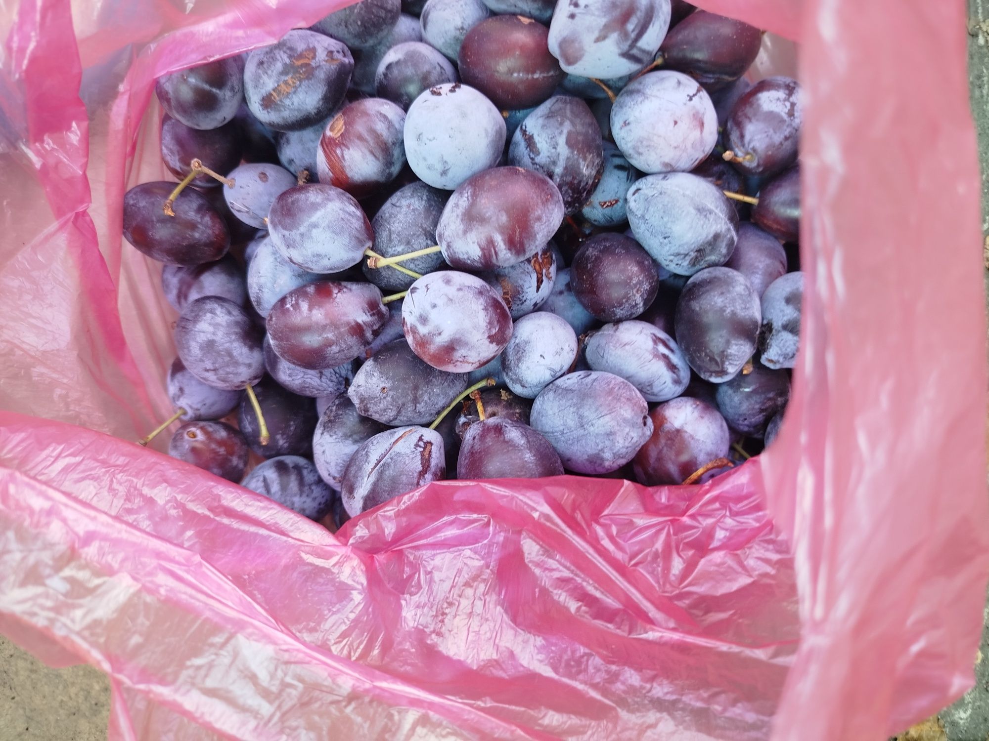 Продам домашнюю сливу