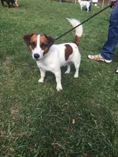 Jack Russell Terrier