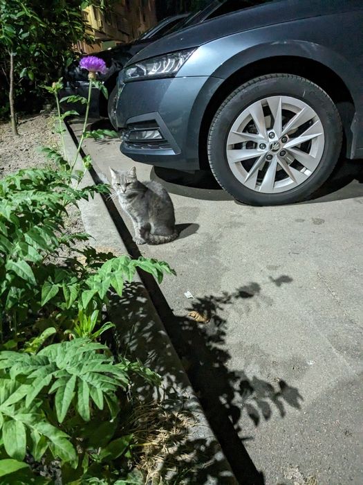 Кіт кастрований сірий