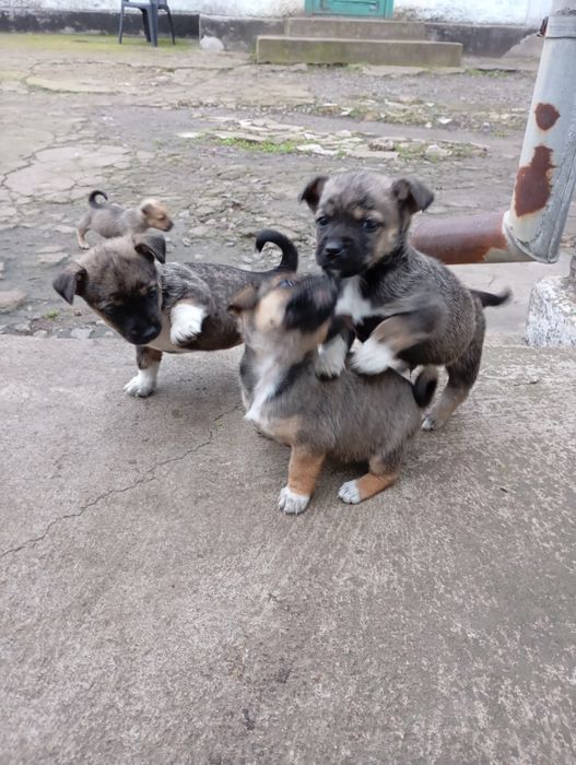 Подарую гарних  цуценят