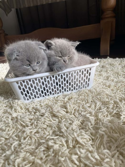 Котенята британці