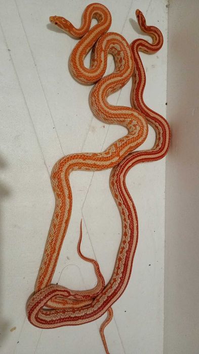 Węże zbożowe - dorosła para hodowlana amel tessera het. scaleless
