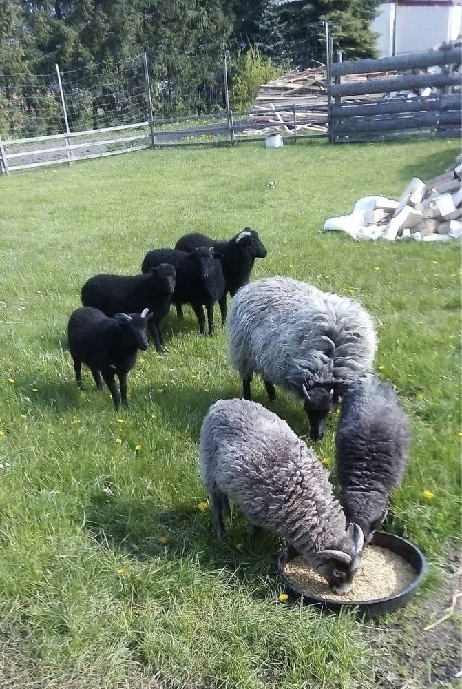 Owce i barany wrzosowki