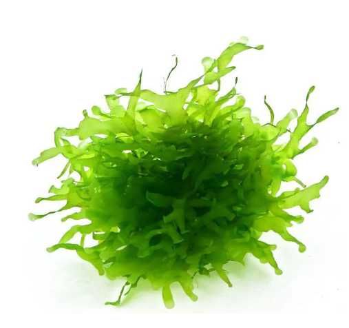 Porção Musgo Pelia