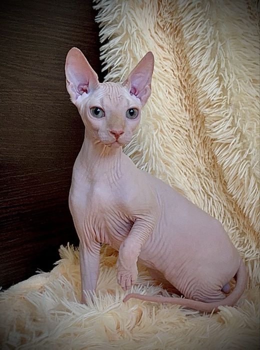 Канадский сфинкс мальчик, клуб, родословная WCF, доставка заграницу