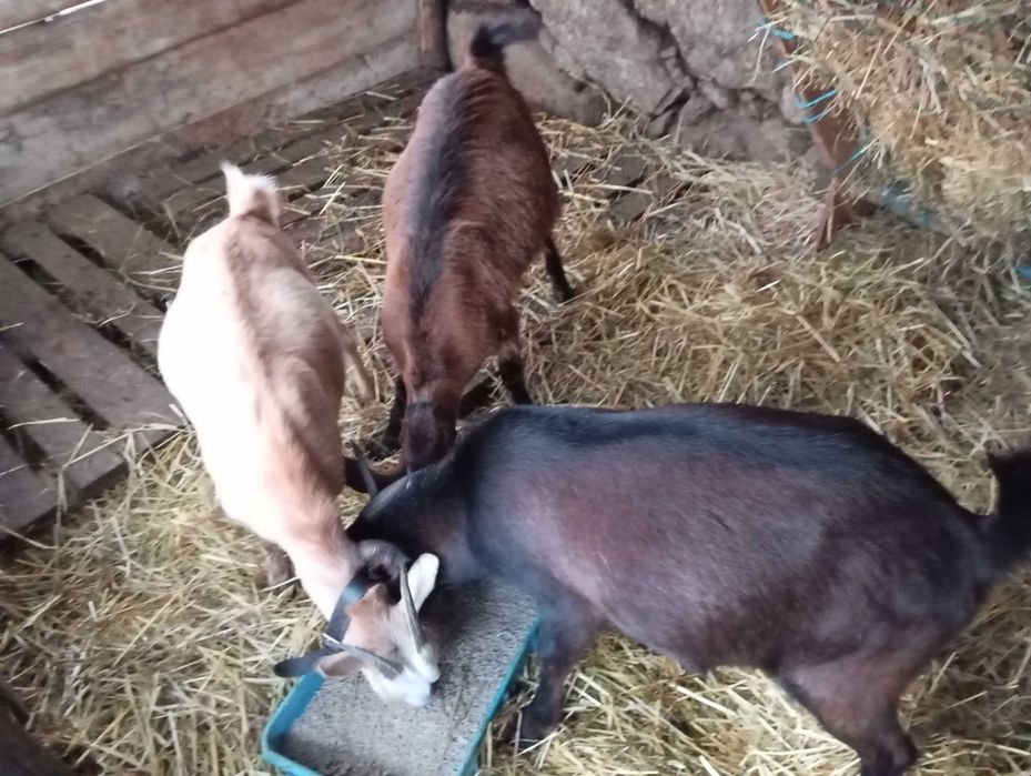 Duas cabritas já prenhas e um chibo