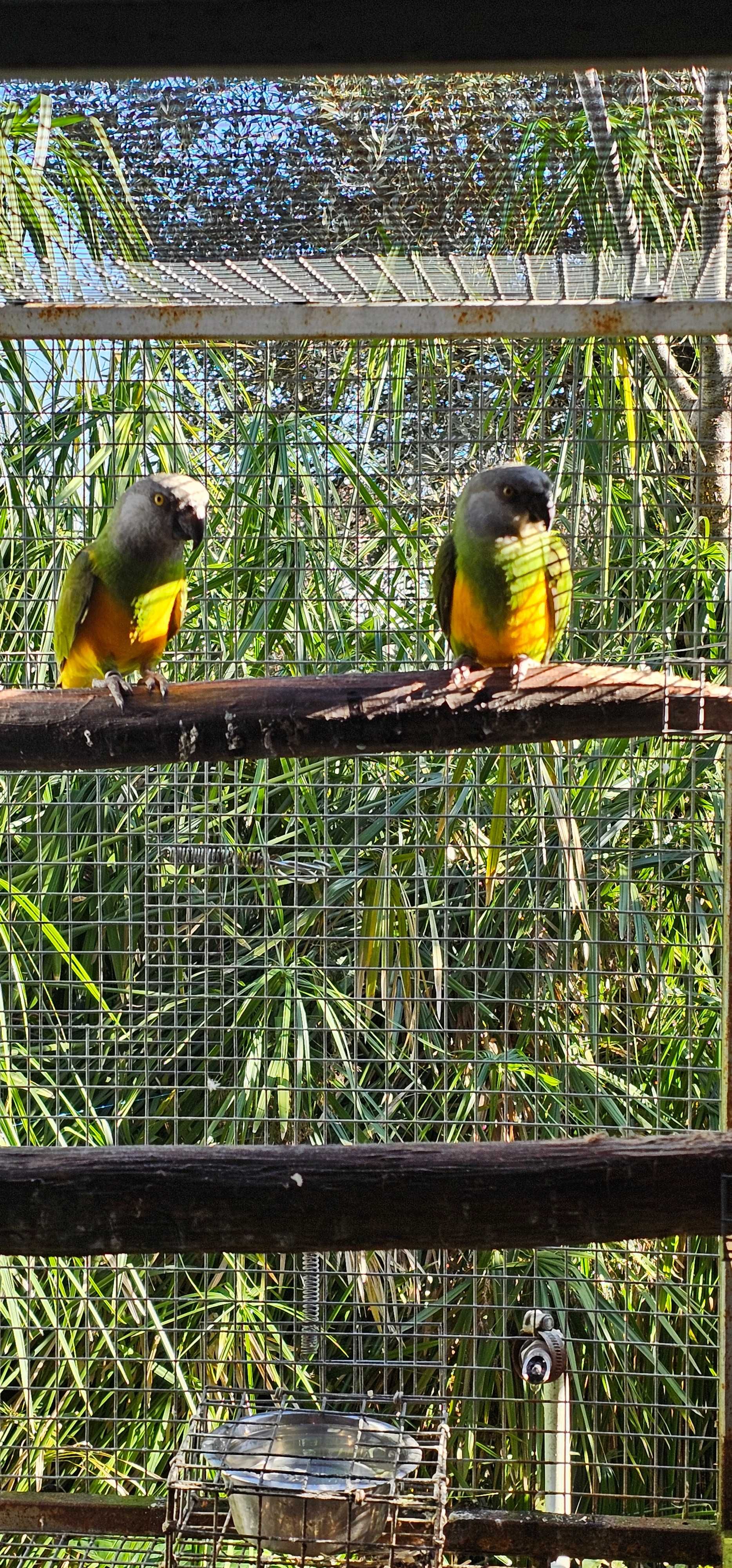 Casal de papagaios do Senegal