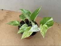 Epipremnum marble queen