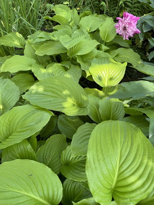 Багаторічні рослини хоста, орегано, яглиця варієгатна, очитки