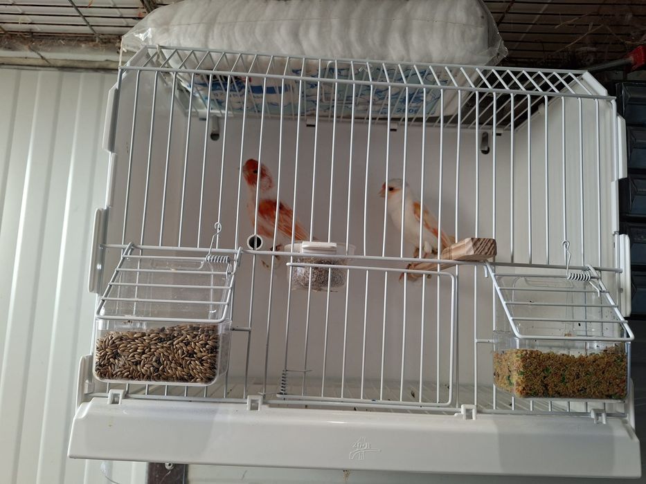 Canarios mosaico vermelho