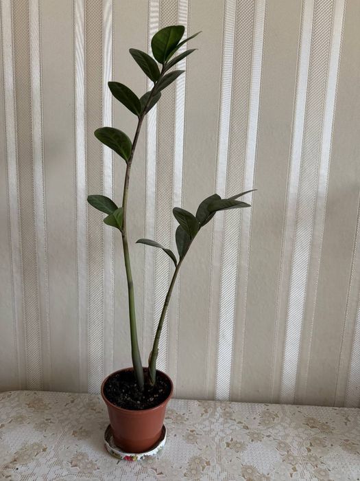 Заміокулькас.   .