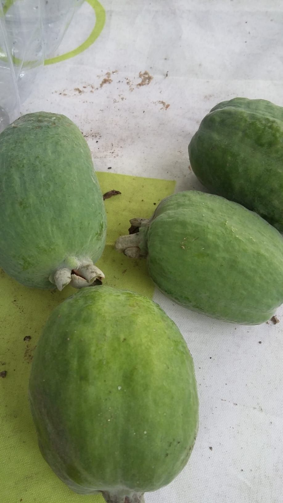 Planta da feijoa de vários tamanhos e valores