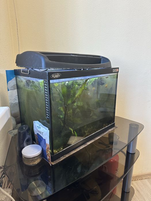 Акваріум з рибами