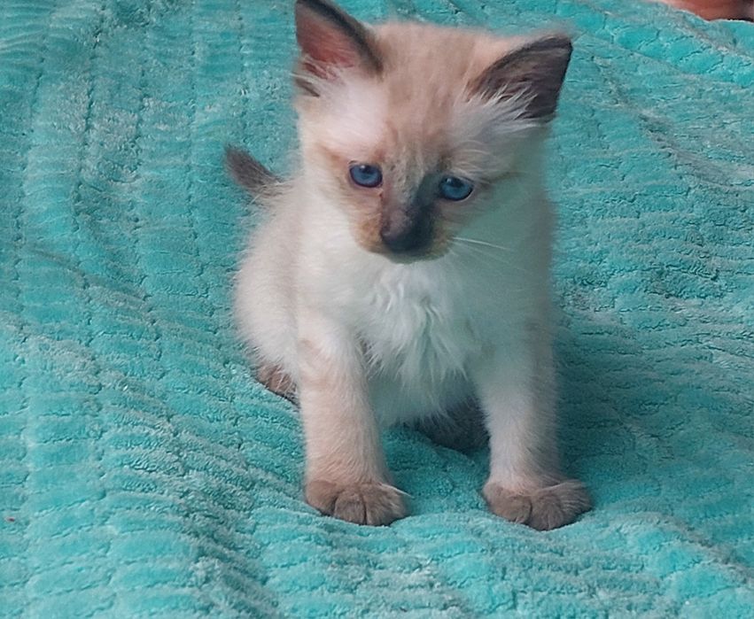 Продаются сиамские котята